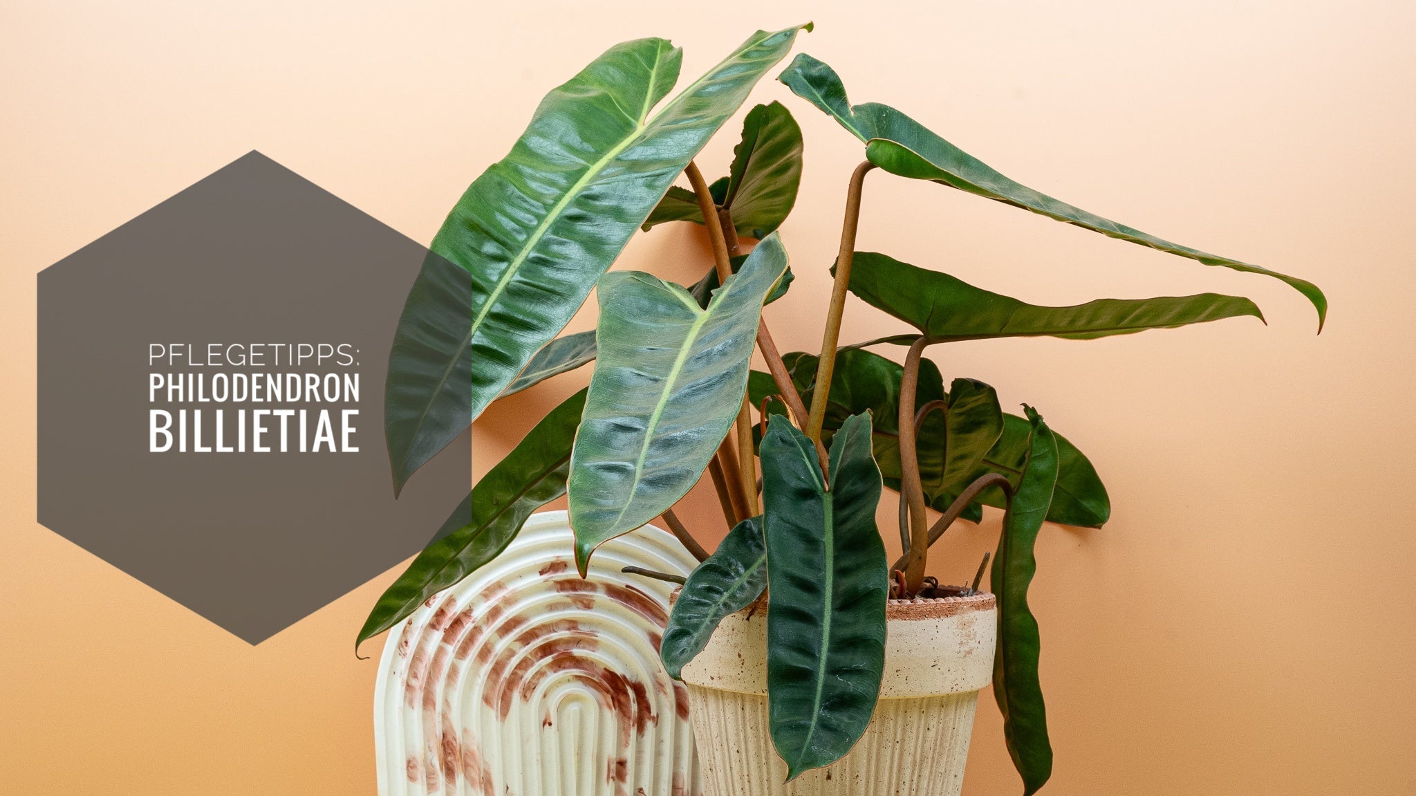 PHILODENDRON BILLIETIAE PFLEGE: GESUND MIT WENIGEN TIPPS potflourri