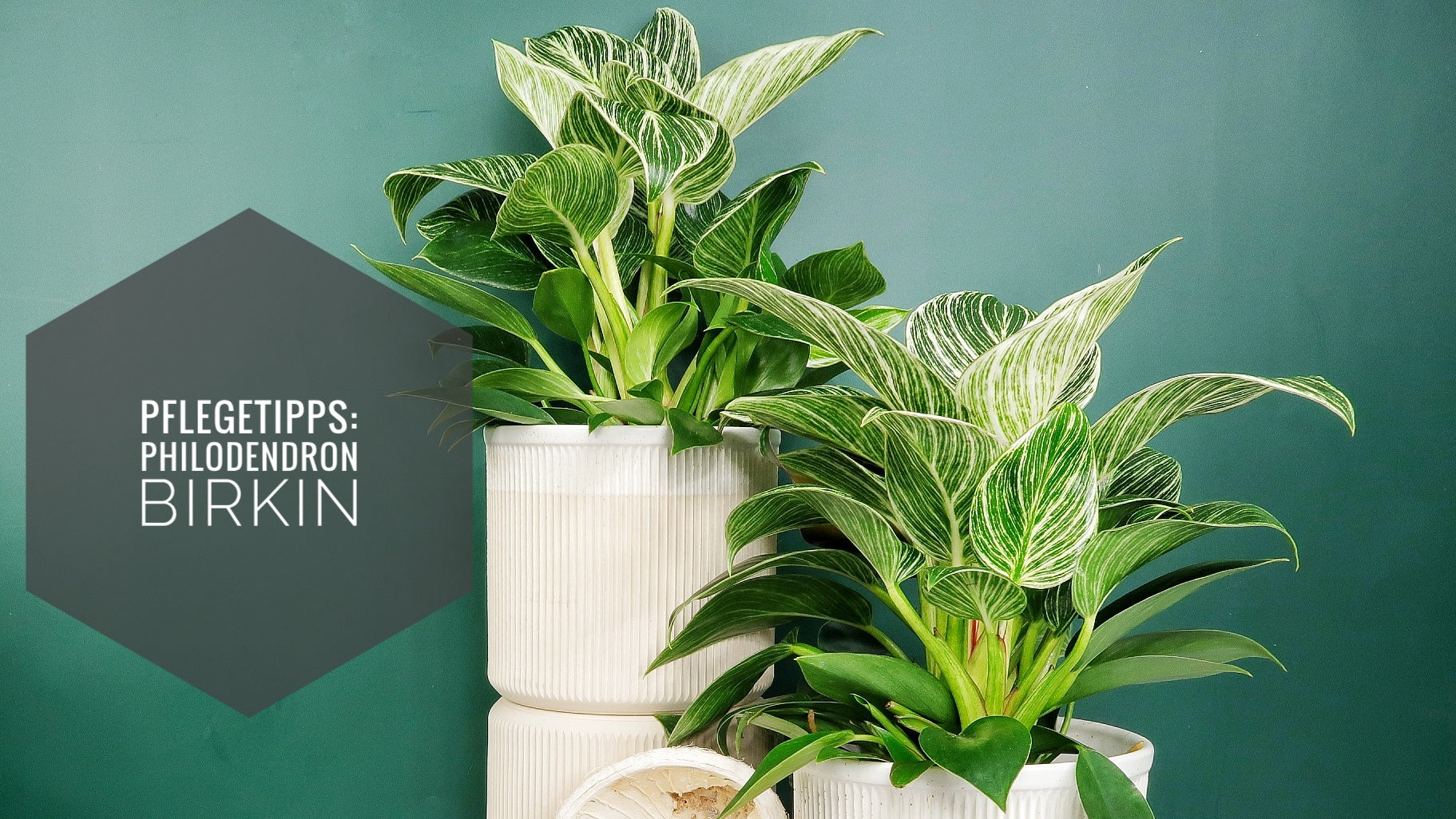 PHILODENDRON BIRKIN PFLEGE: GESUNDE PFLANZE potflourri