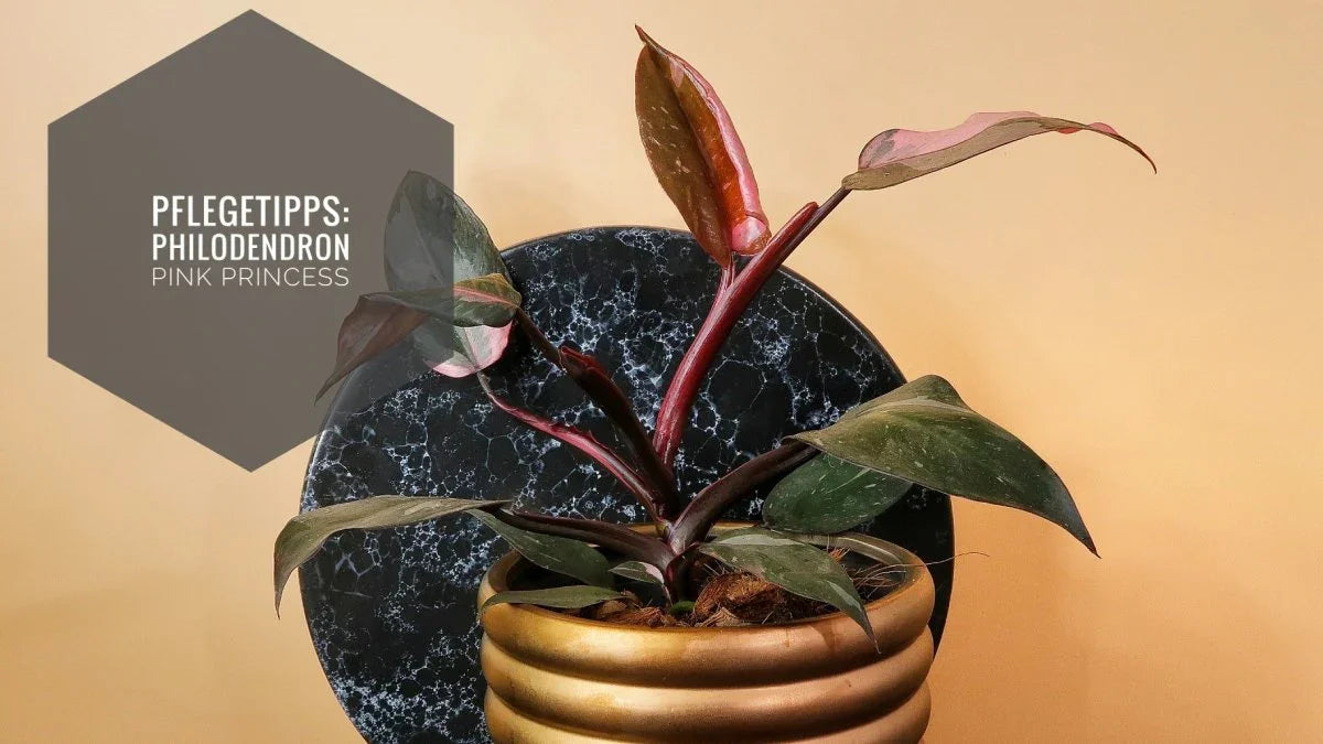 PHILODENDRON PINK PRINCESS PFLEGE: EINFACHER RATGEBER potflourri