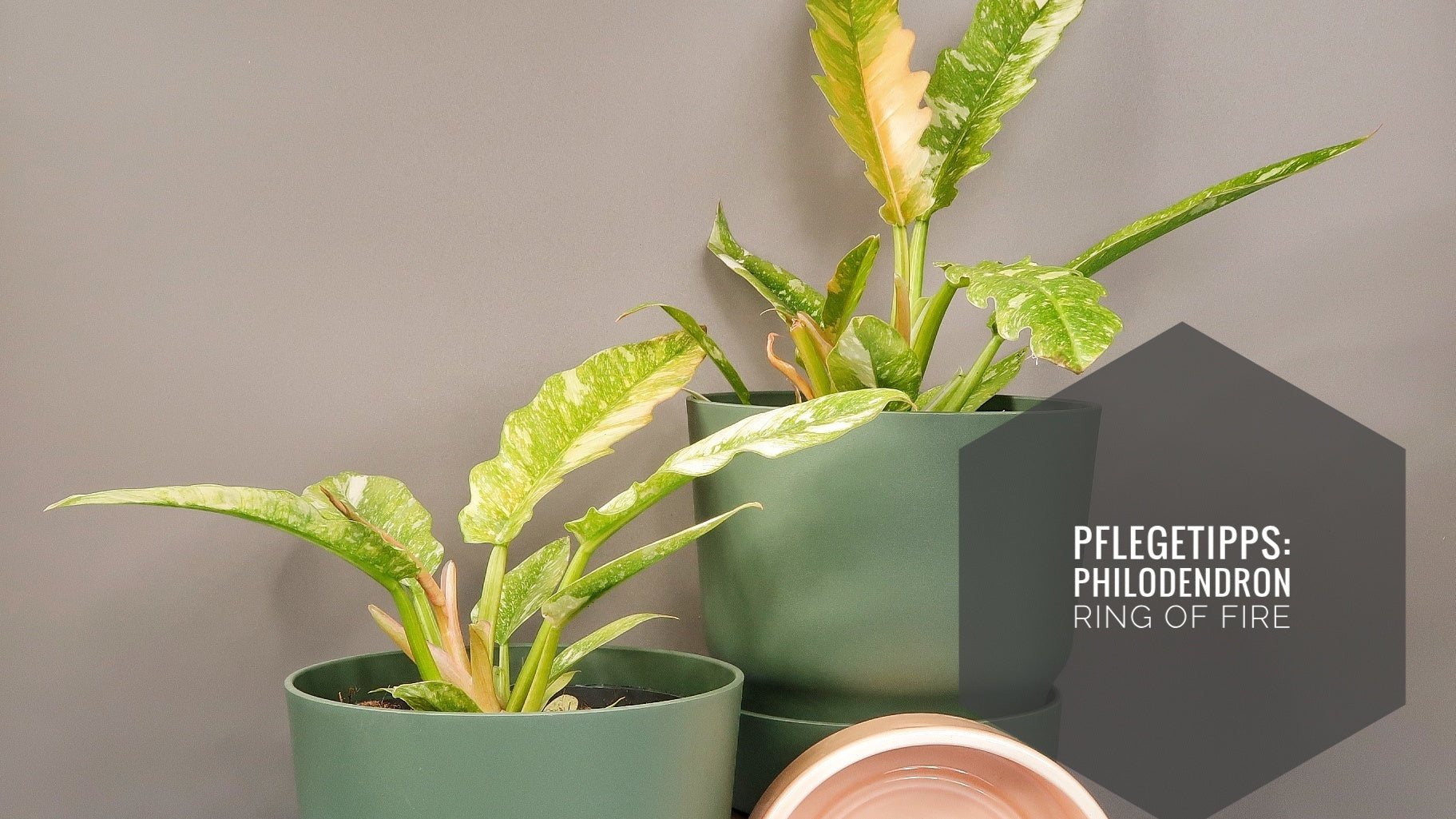 philodendron mccolley's finale vs red sun McColley's Finale Philodendron – Plant Detectives main image 0