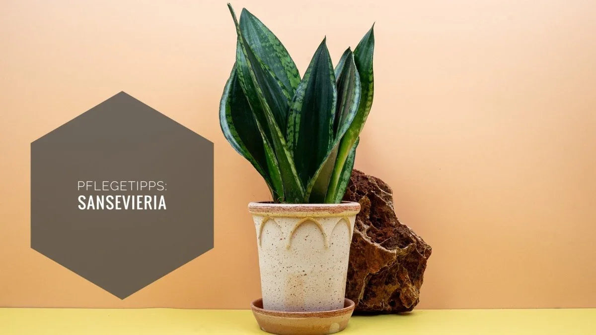 SANSEVIERIA PFLEGE: SCHNE UND PFLEGELEICHTE PFLANZE potflourri