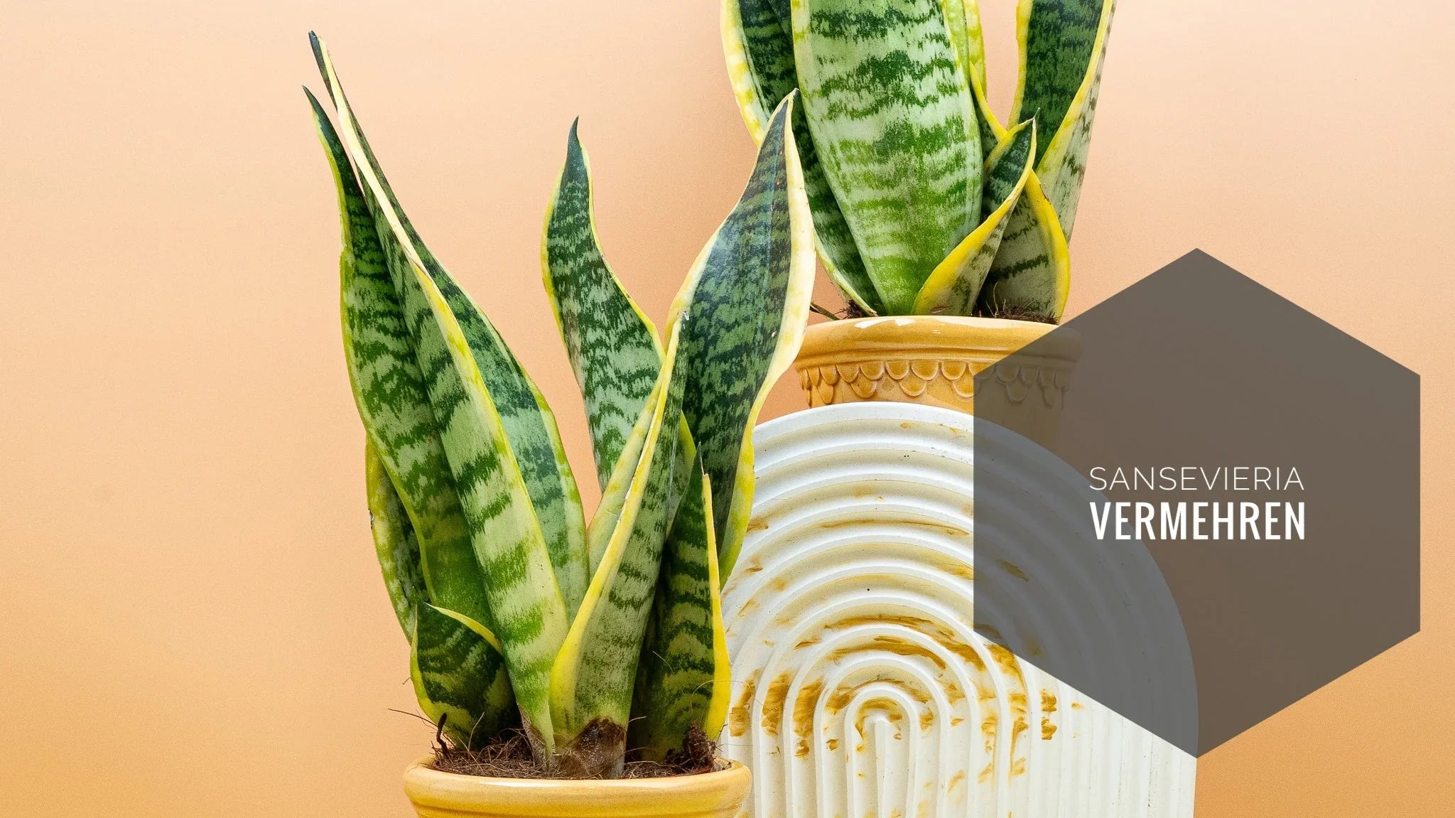 SANSEVIERIA VERMEHREN: DIE BESTEN METHODEN potflourri