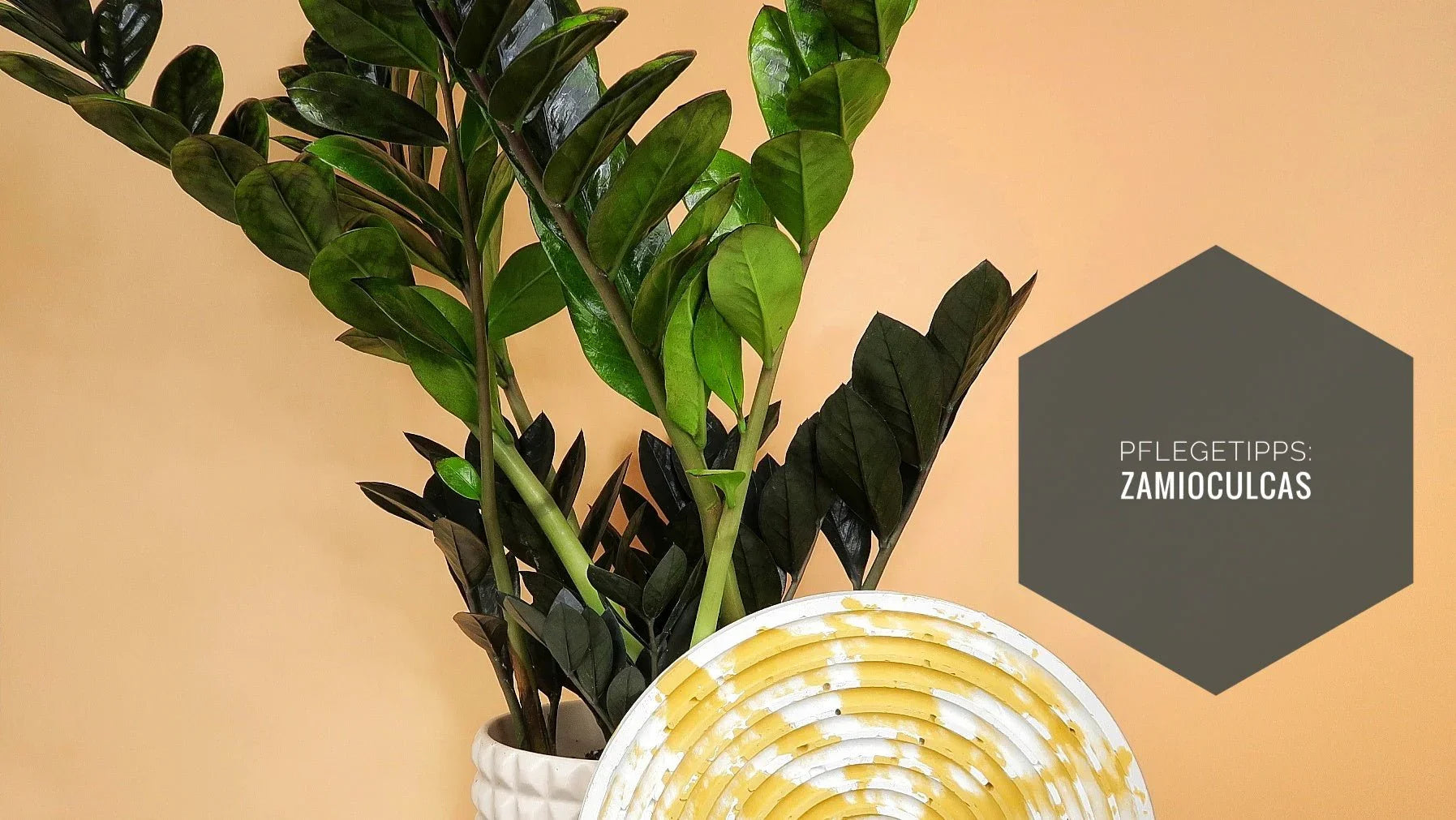 ZAMIOCULCAS PFLEGE: PERFEKT FR ALLE ANFNGER potflourri