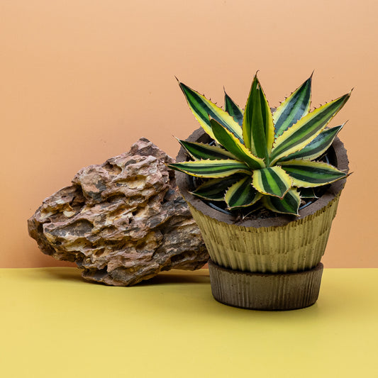Agave Iophantha Quadricolor mit vierfarbiger Blattzeichnung – potflourri