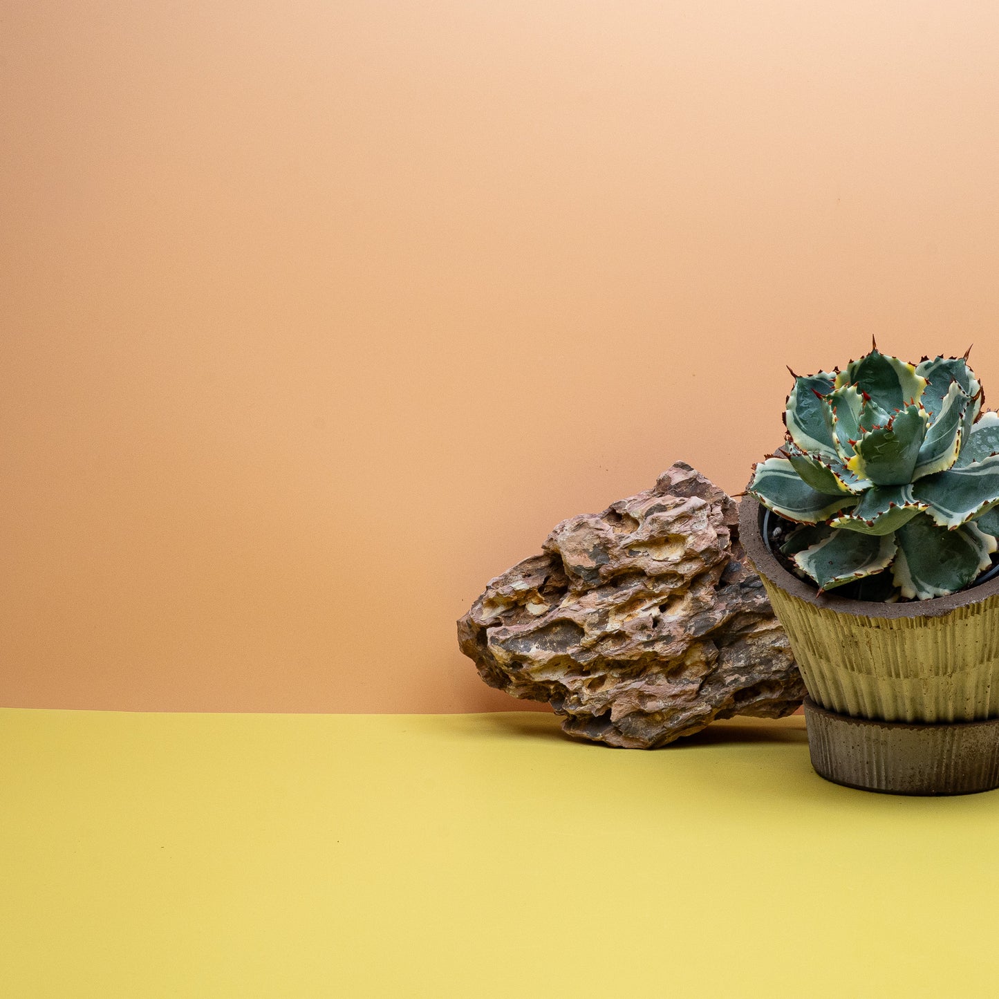 AGAVE POTATORUM VARIEGATA online bestellen bei potflourri