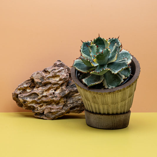 Agave Potatorum Variegata mit panaschierten Blättern – potflourri