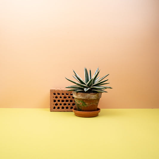 Agave Victoriae Reginae White Rhino – Sukkulente für Sammler – potflourri
