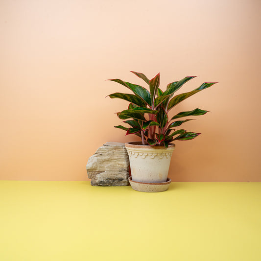 Aglaonema Crete – Zimmerpflanze mit rotem Blattmuster – potflourri