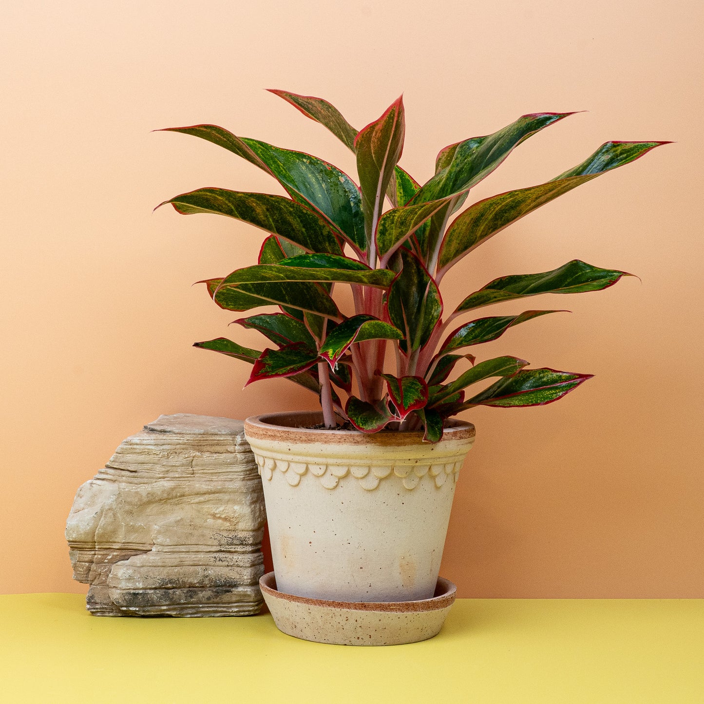 AGLAONEMA CRETE online bestellen bei potflourri