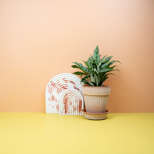 Aglaonema Greyhound, graugrünes Blattkleid – potflourri