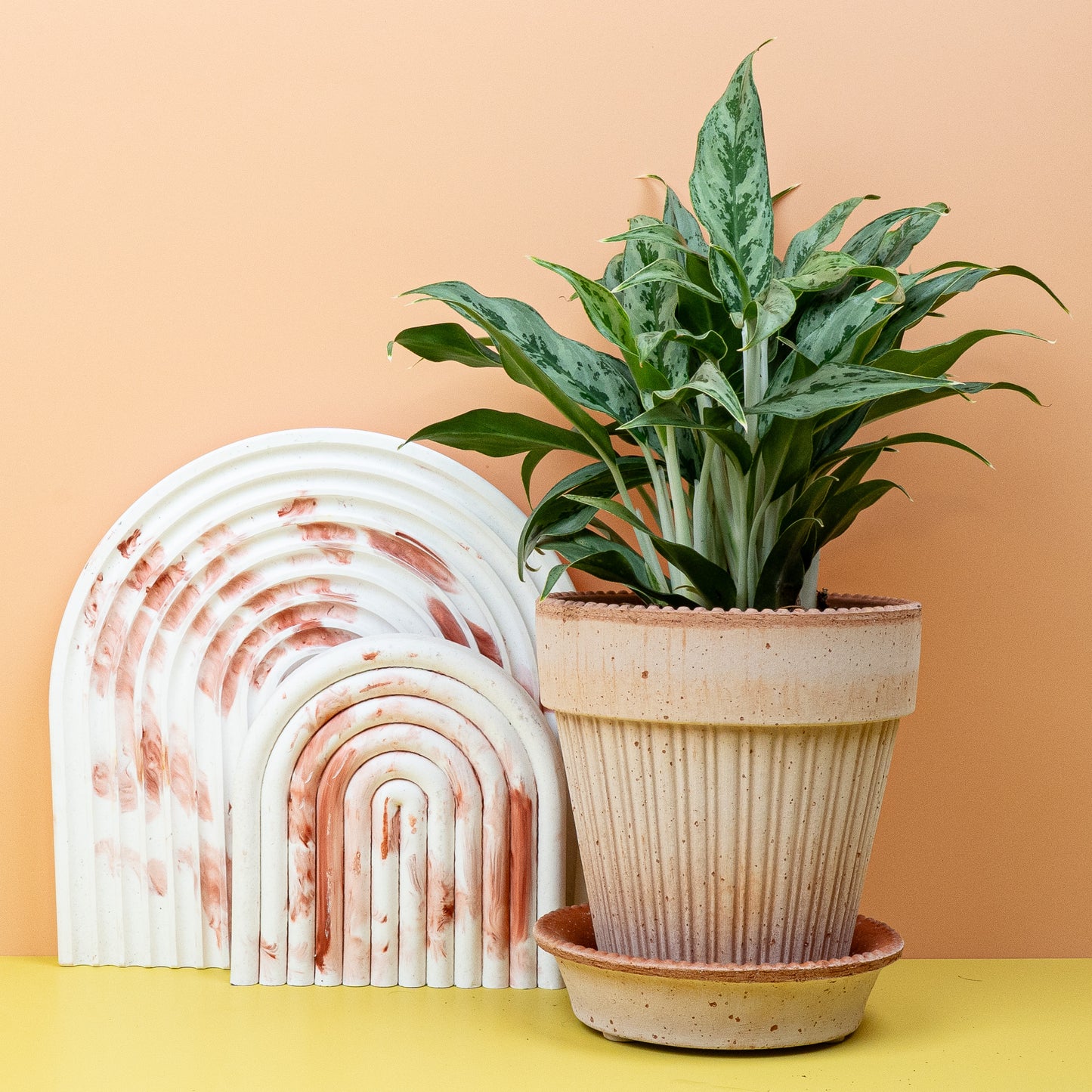 AGLAONEMA GREYHOUND online bestellen bei potflourri