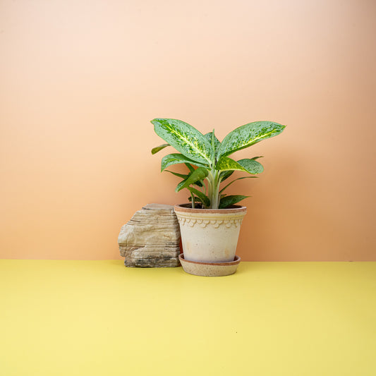 Aglaonema Lemon Mint, zitronengelbe Blätter – potflourri