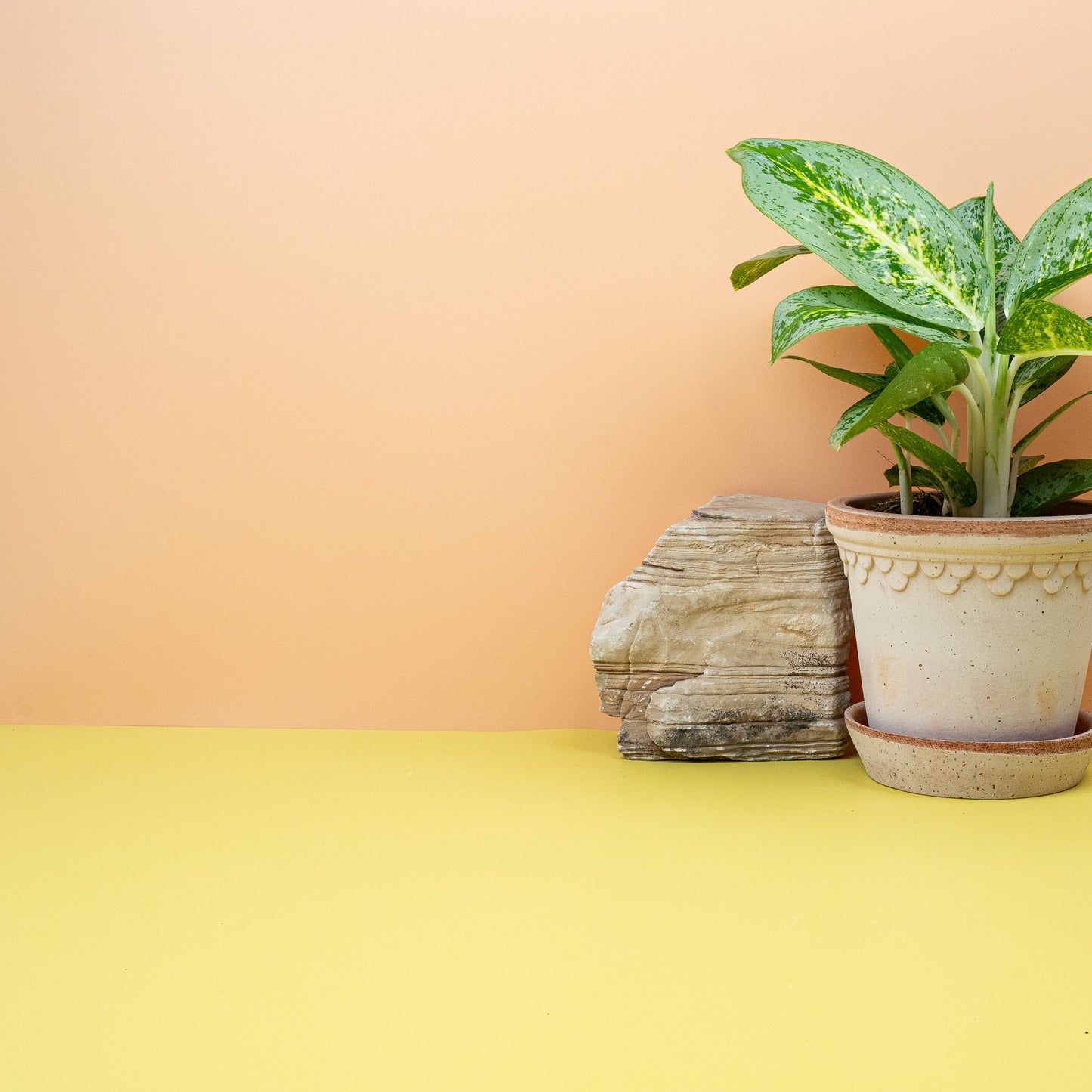 AGLAONEMA LEMON MINT online bestellen bei potflourri