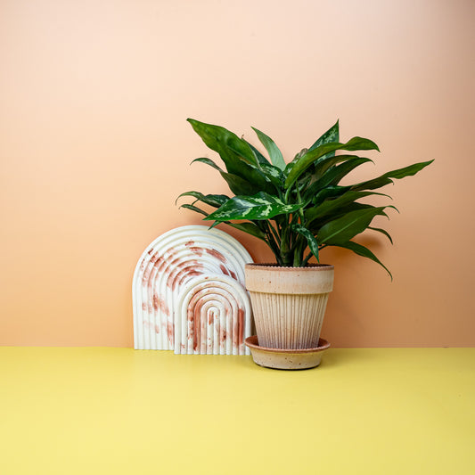 Aglaonema Maria, silbrig-grüne Zeichnung – potflourri