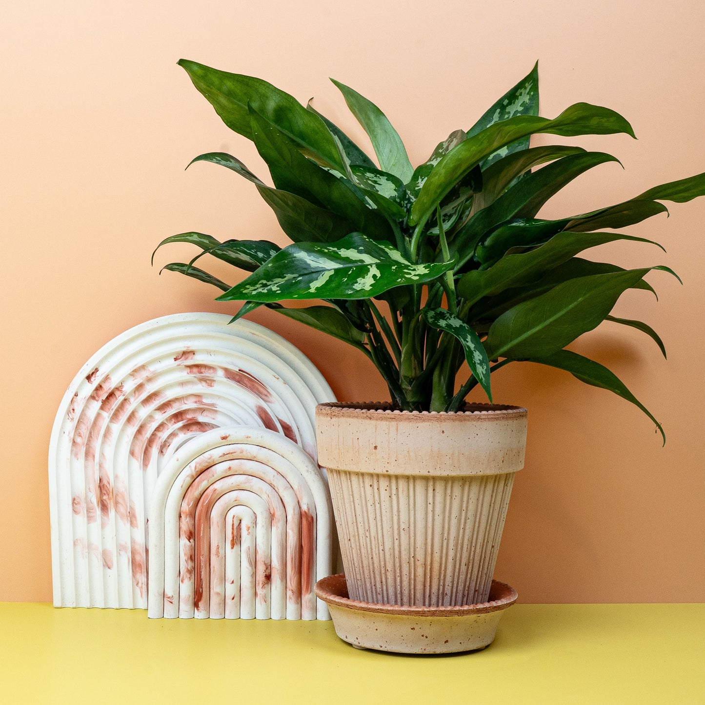 AGLAONEMA MARIA online bestellen bei potflourri