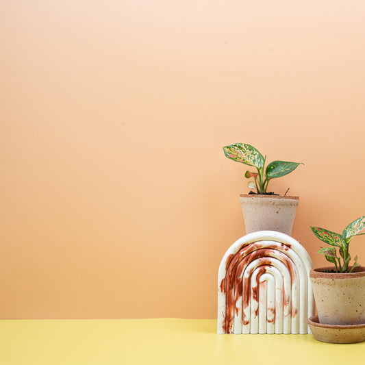 Aglaonema Zirkon, marmorierte Blätter mit Rosaakzenten – potflourri