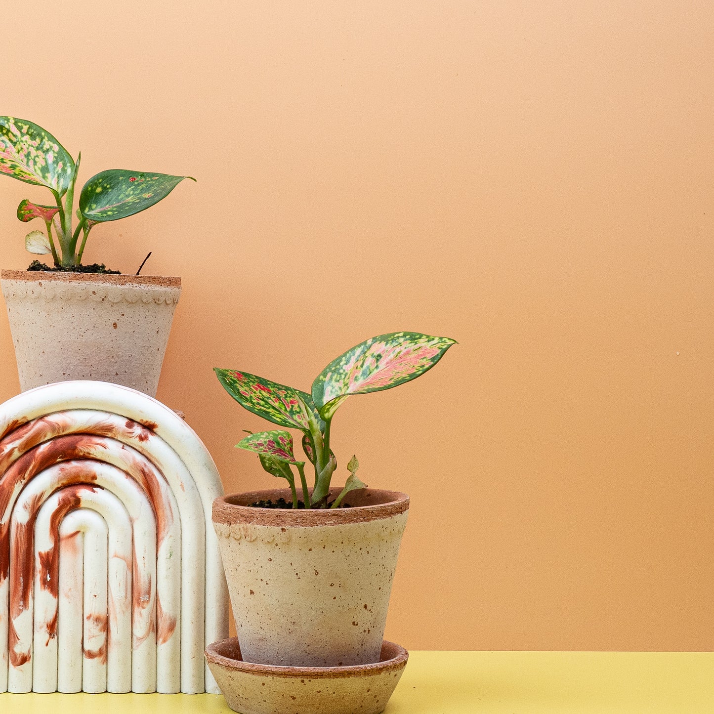 AGLAONEMA ZIRKON online bestellen bei potflourri