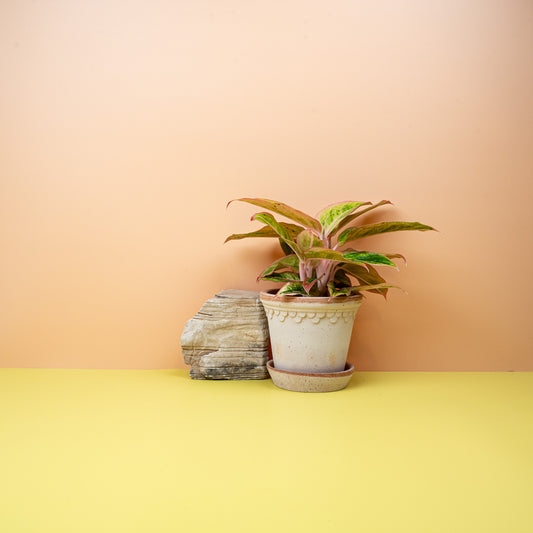 Aglaonema Salmon – Zimmerpflanze mit rosa Akzenten – potflourri
