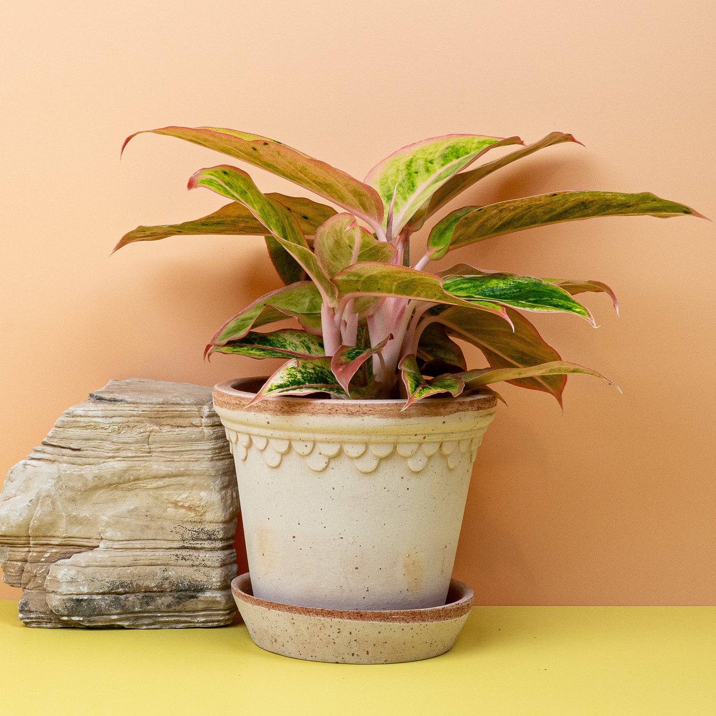 AGLAONEMA SALMON online bestellen bei potflourri