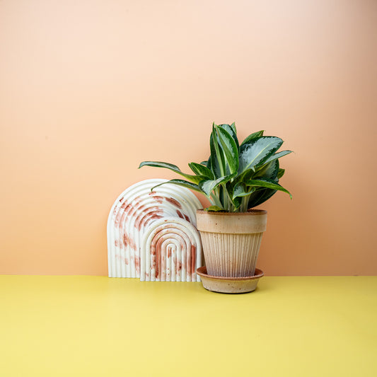 Aglaonema Silver Blue, silberblaue Blätter – potflourri