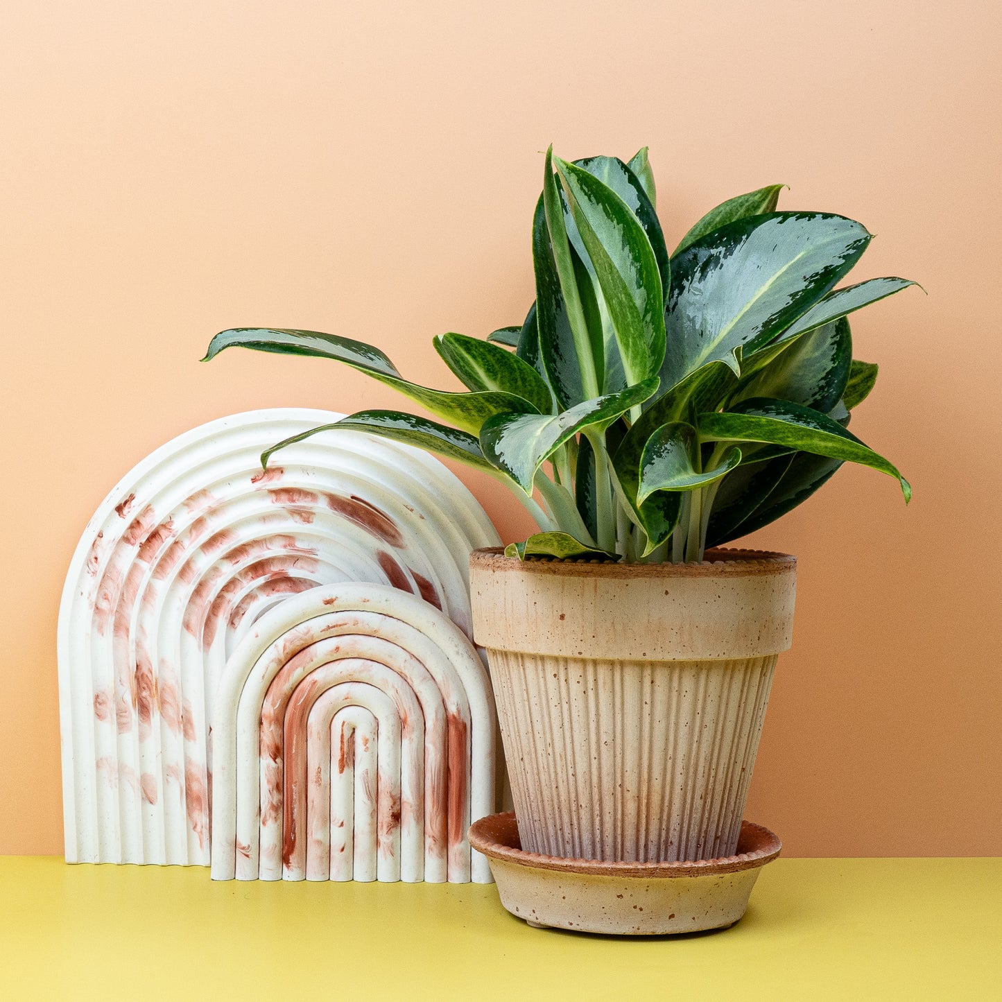 AGLAONEMA SILVER BLUE online bestellen bei potflourri