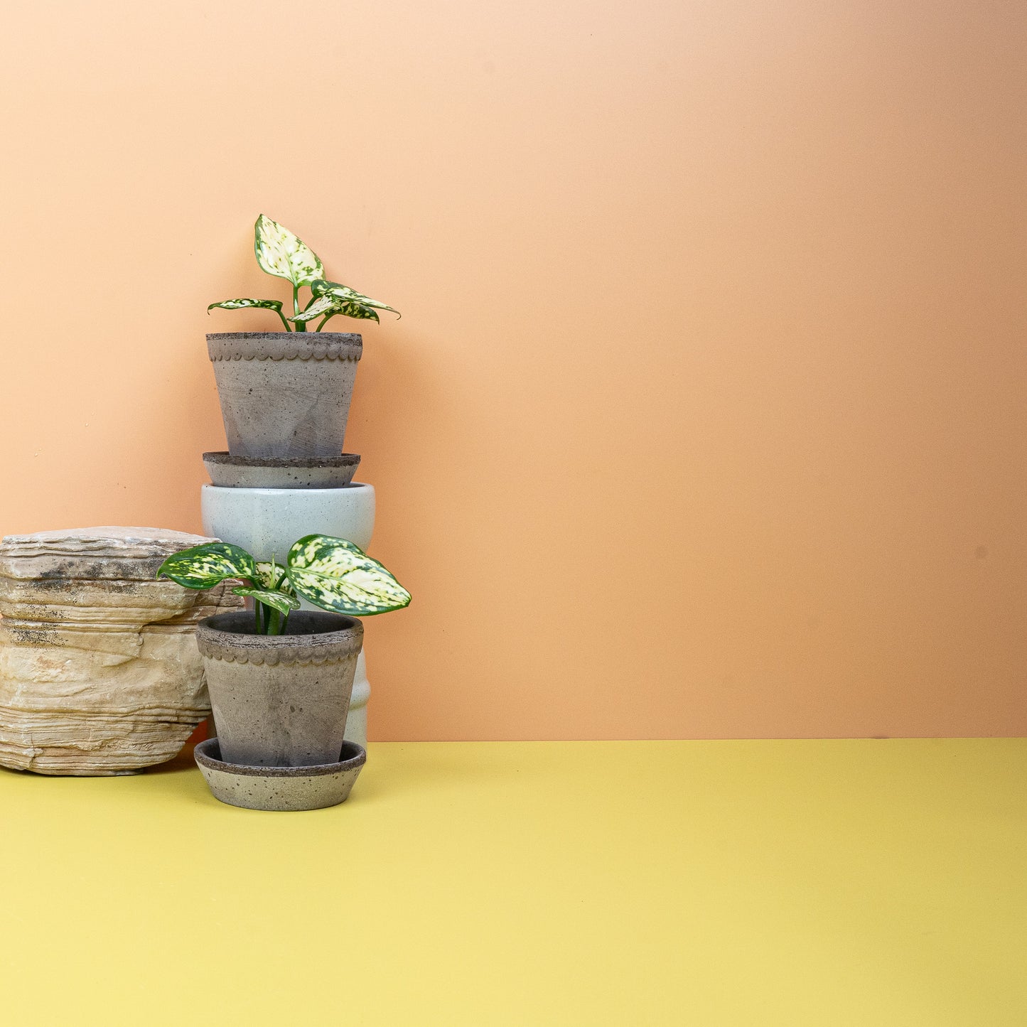 AGLAONEMA SNOWFLAKE online bestellen bei potflourri