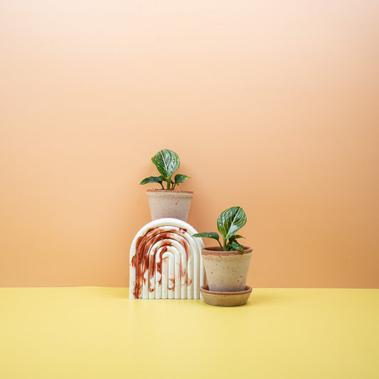 Aglaonema Toms Pride mit schmalen, panaschierten Blättern – potflourri