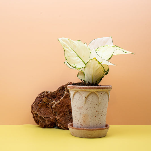 Aglaonema White Joy, fast weiße Blätter – potflourri
