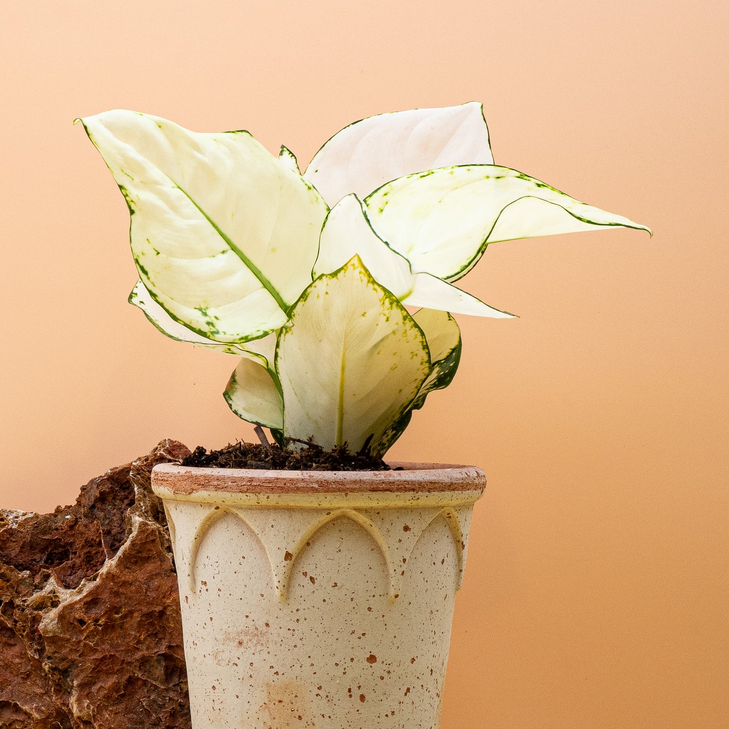 AGLAONEMA WHITE JOY online bestellen bei potflourri