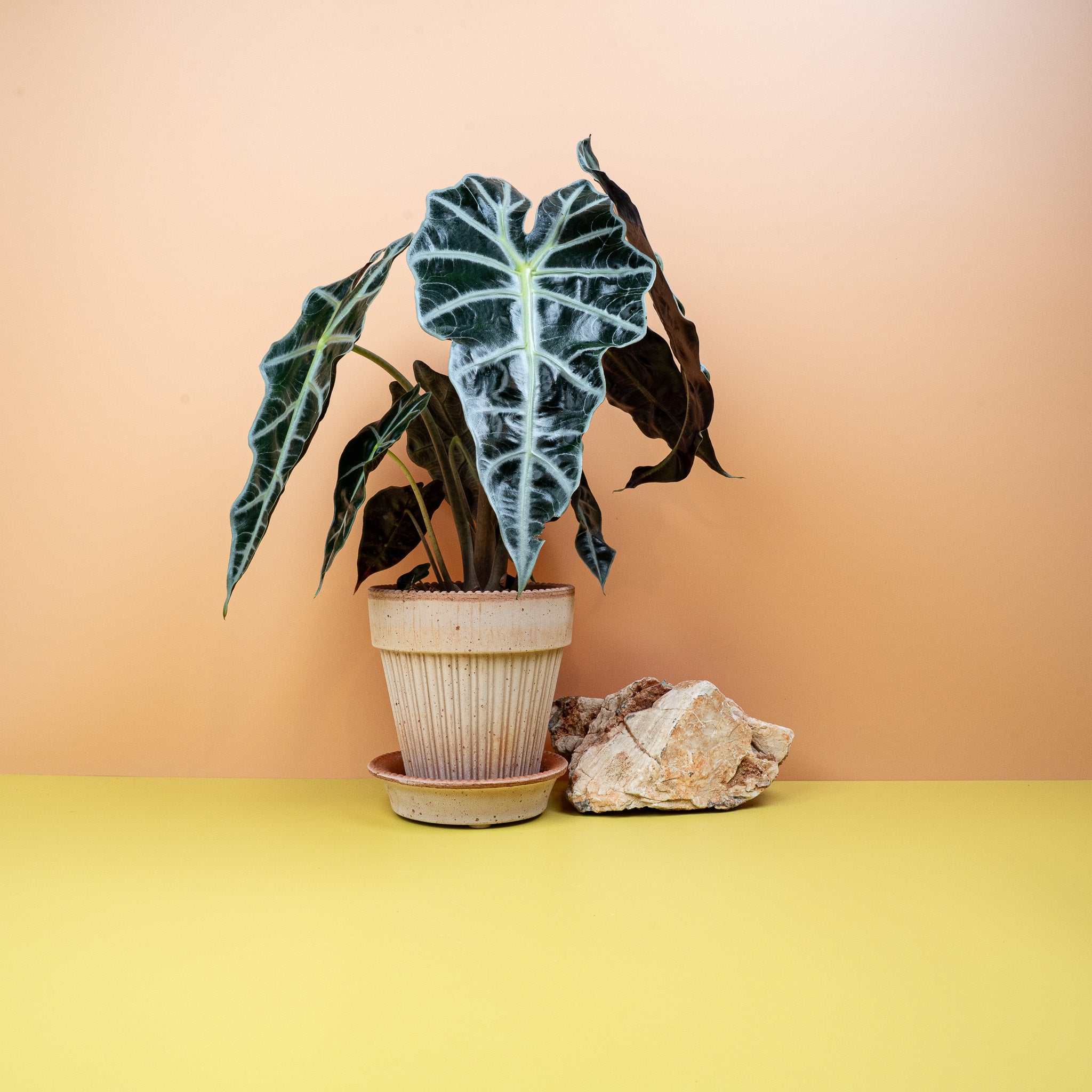 alocasia amazonica pflanze ALOCASIA AMAZONICA online kaufen bei potflourri