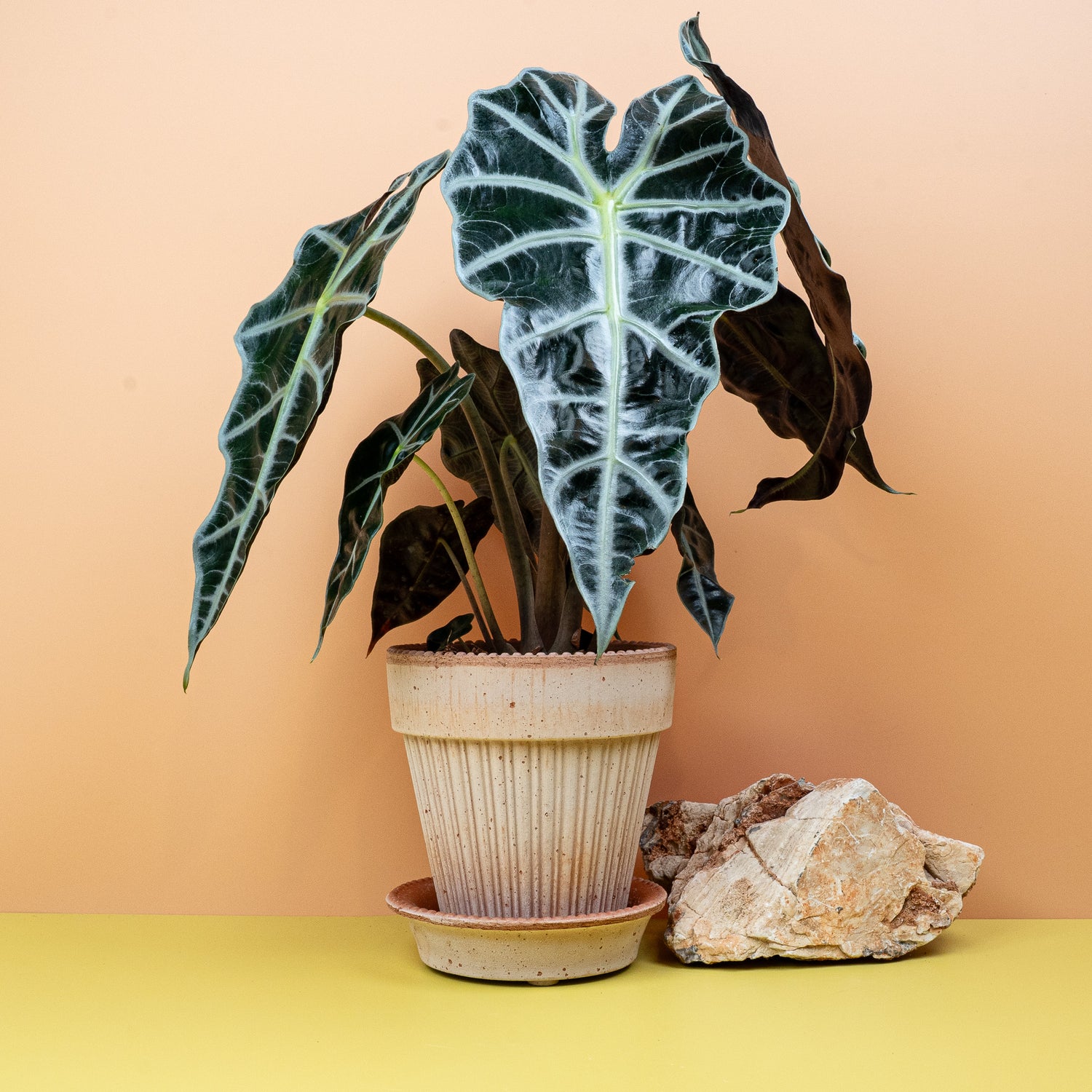 Alocasia - Alocasia in einem modernen Wohnzimmer, das tropisches Flair verbreitet