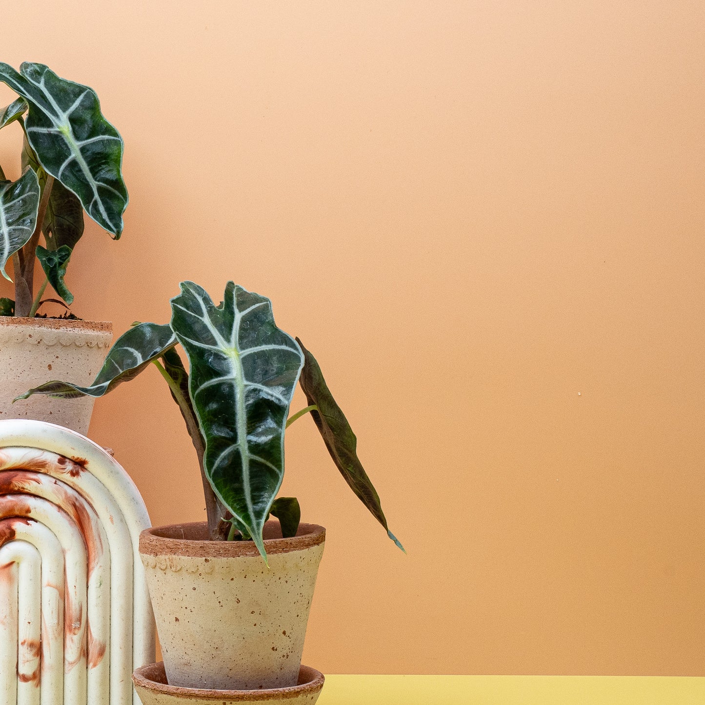 ALOCASIA AMAZONICA online bestellen bei potflourri