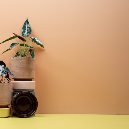 ALOCASIA BAMBINO VARIEGATA online bestellen bei potflourri