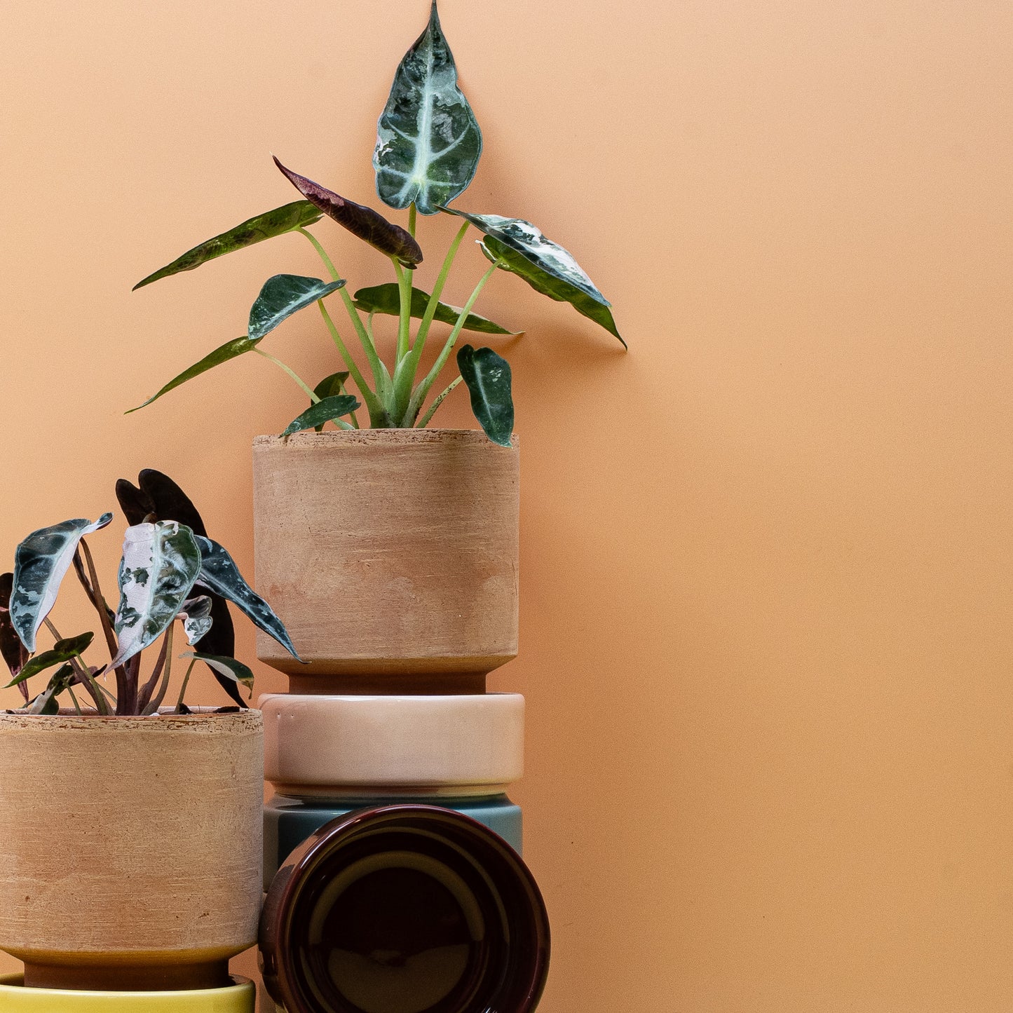 ALOCASIA BAMBINO VARIEGATA online bestellen bei potflourri