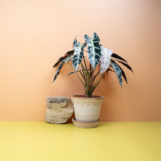 ALOCASIA BAMBINO VARIEGATA online bestellen bei potflourri