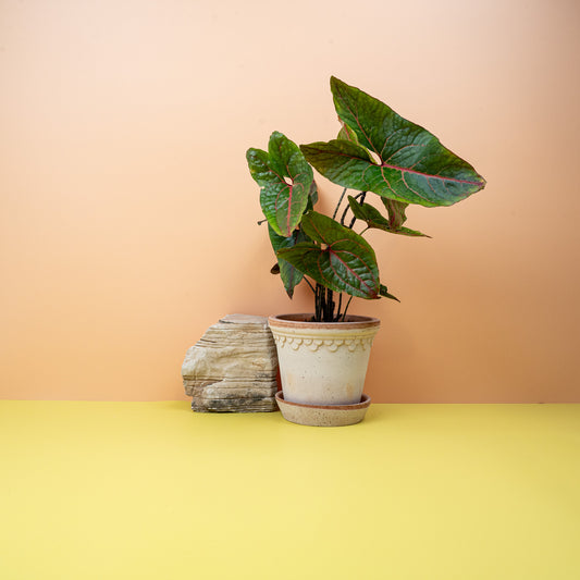 ALOCASIA BLACK JACK online bestellen bei potflourri