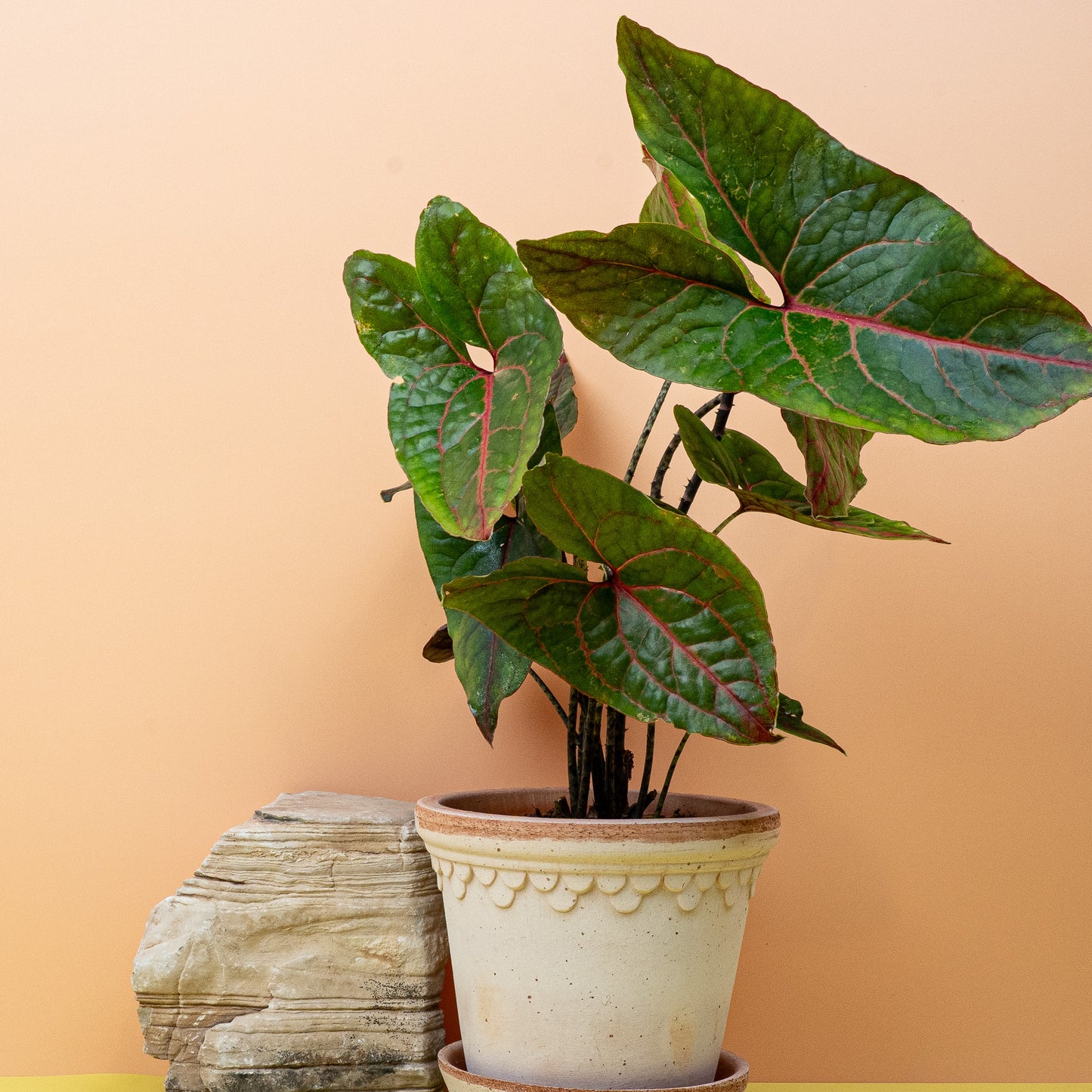 ALOCASIA BLACK JACK online bestellen bei potflourri