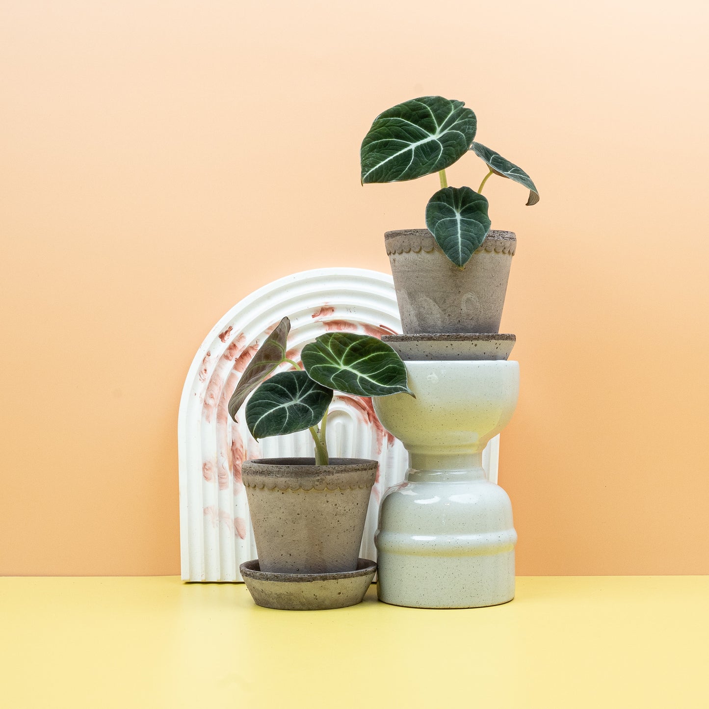 ALOCASIA BLACK VELVET online bestellen bei potflourri