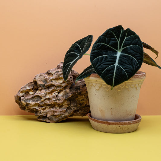 Alocasia Black Velvet – Zimmerpflanze mit samtigen Blättern – potflourri
