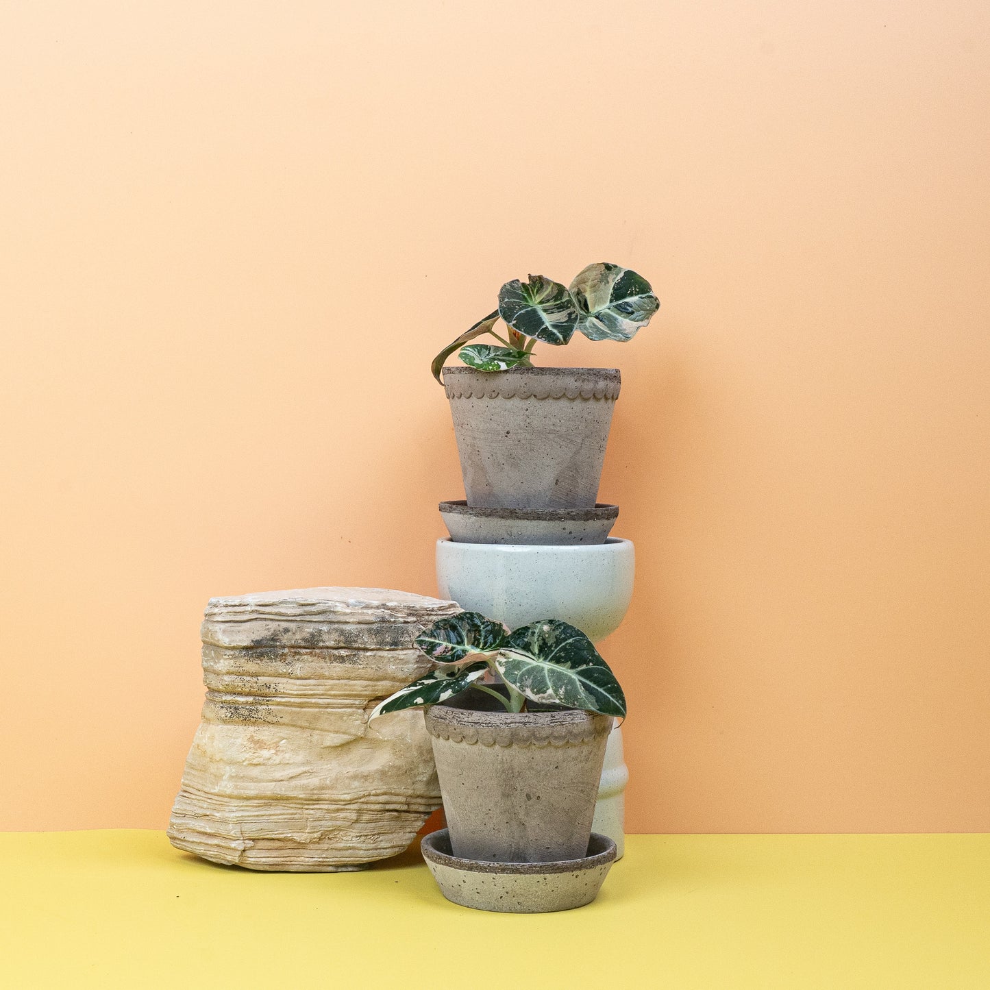 ALOCASIA BLACK VELVET VARIEGATA online bestellen bei potflourri