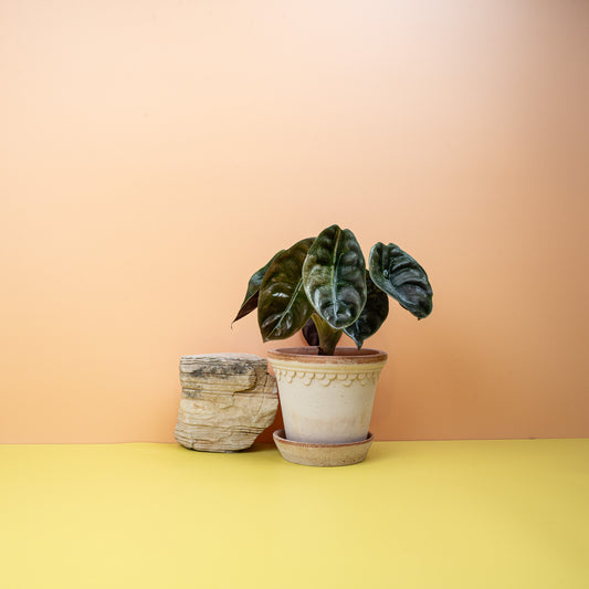 Alocasia Cuprea Red Secret Variegata online bestellen bei potflourri