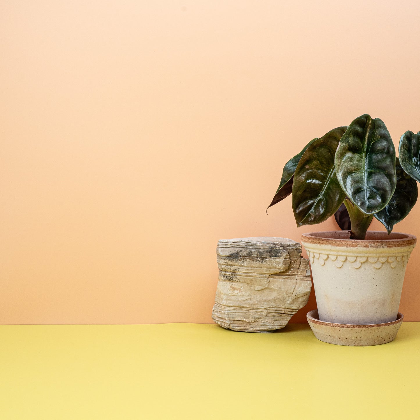 Alocasia Cuprea Red Secret Variegata online bestellen bei potflourri