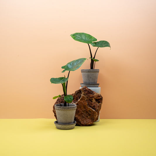 ALOCASIA DARK STAR online bestellen bei potflourri