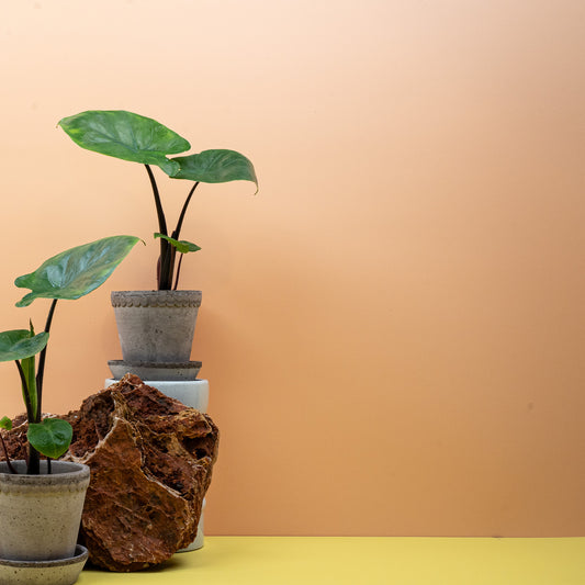 ALOCASIA DARK STAR online bestellen bei potflourri