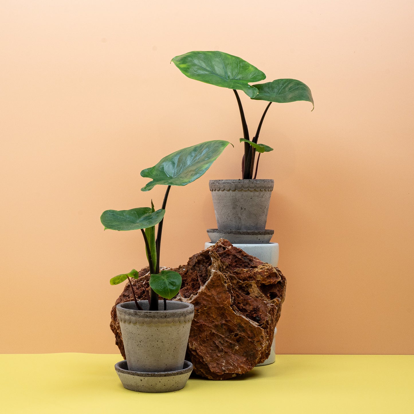 ALOCASIA DARK STAR online bestellen bei potflourri