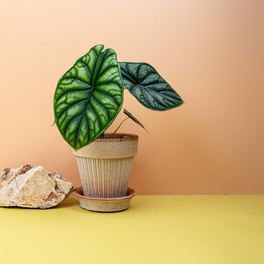 Alocasia Dragon Scale – Zimmerpflanze mit drachenartiger Struktur – potflourri
