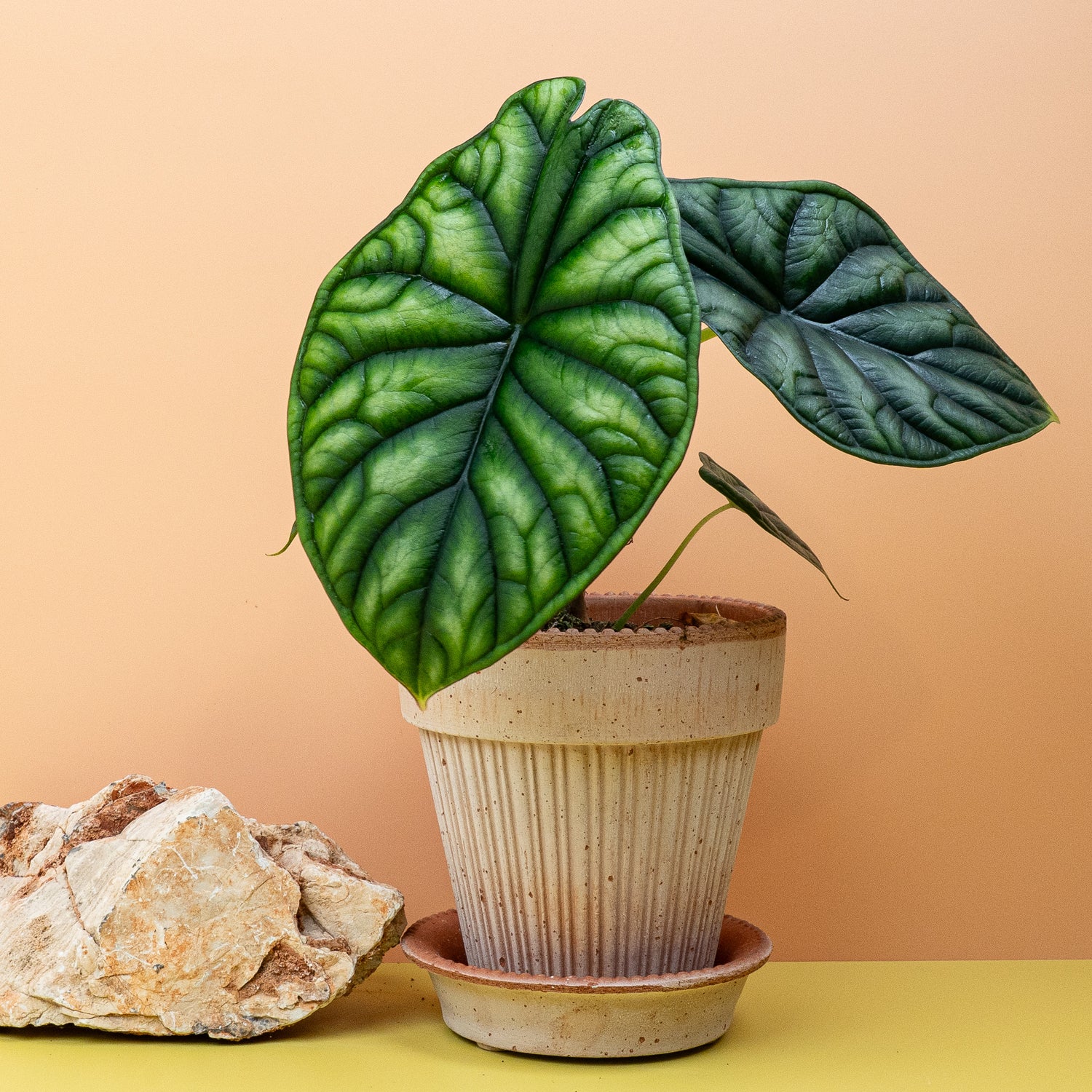 Alocasia - Detailaufnahme einer Alocasia mit glänzenden, grünen Blättern