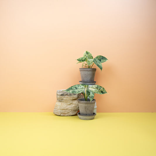 ALOCASIA DRAGON SCALE VARIEGATA MINT online bestellen bei potflourri