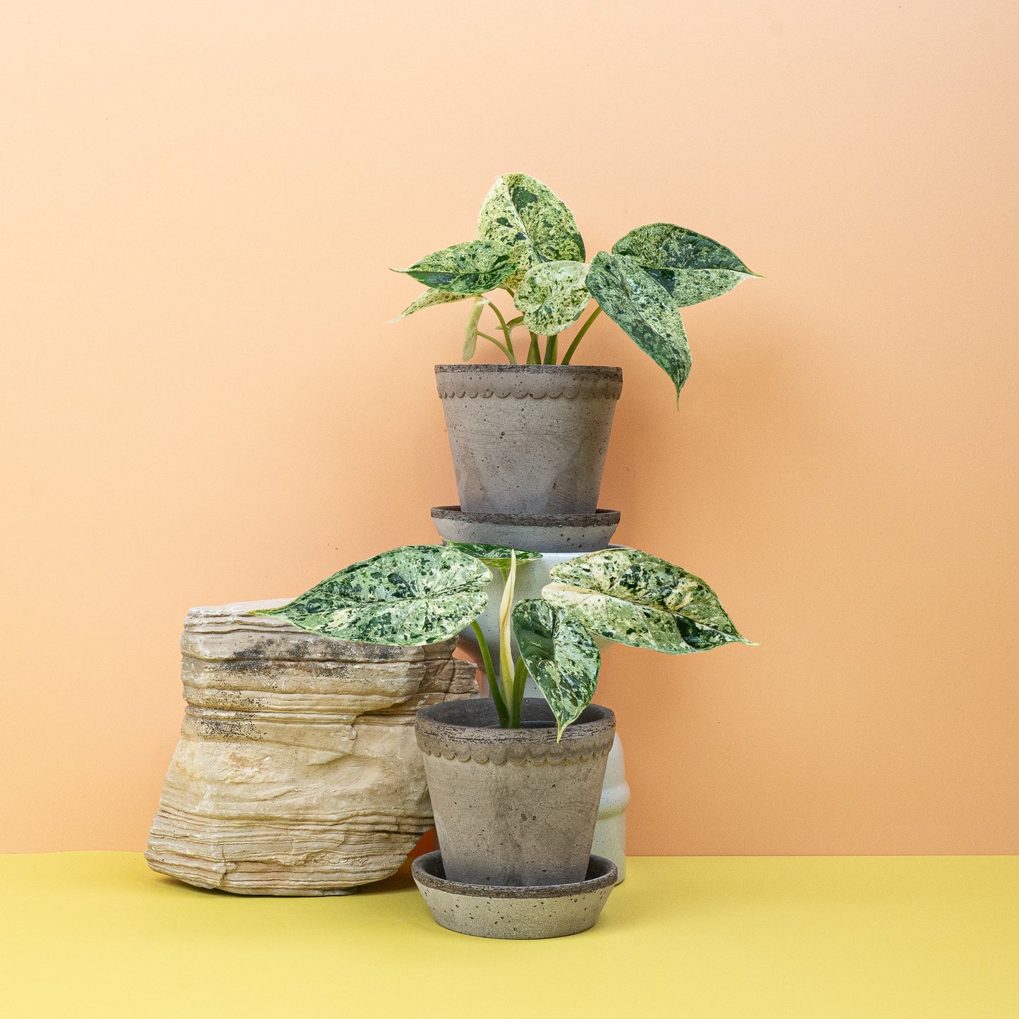 ALOCASIA DRAGON SCALE VARIEGATA MINT online bestellen bei potflourri