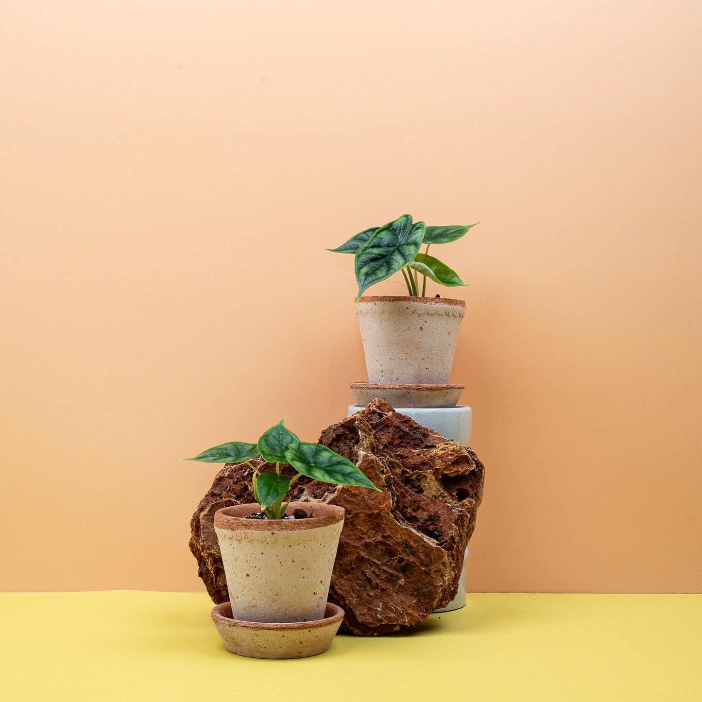 ALOCASIA DRAGON SCALE online bestellen bei potflourri